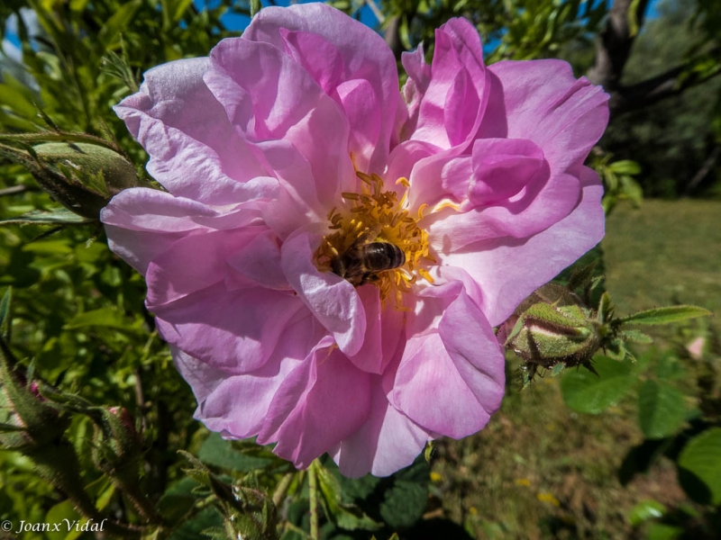 ROSA