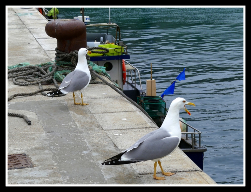 Gaviotas