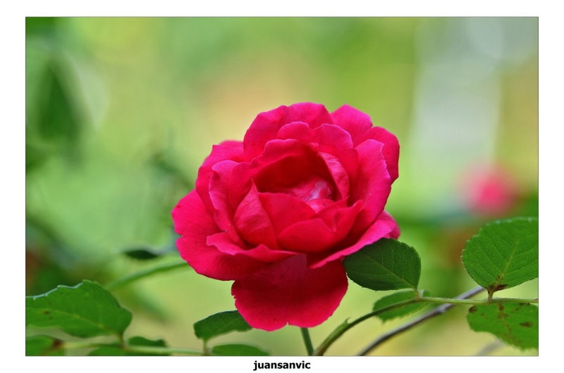 Una simple rosa