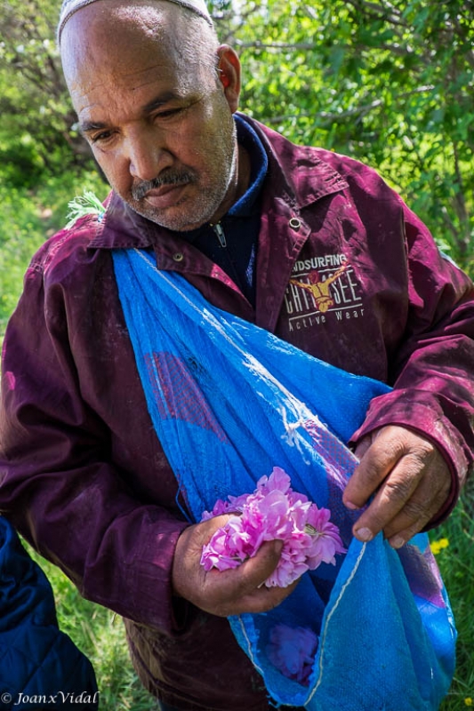 recolector de rosas