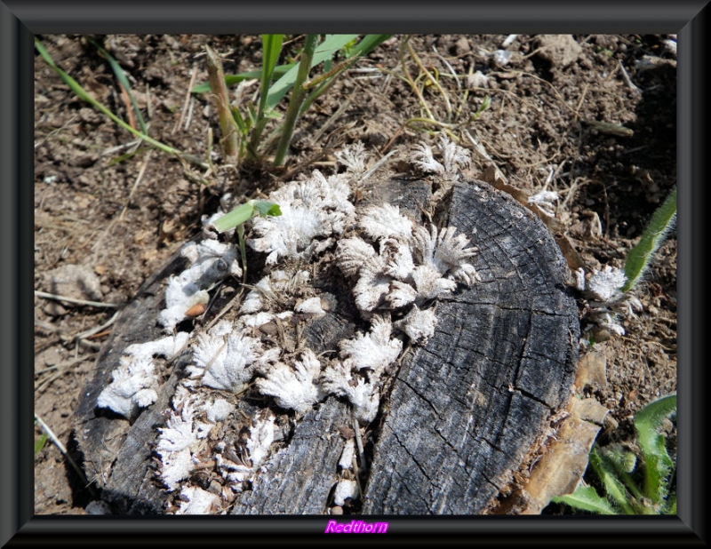 Hongos de la madera 2