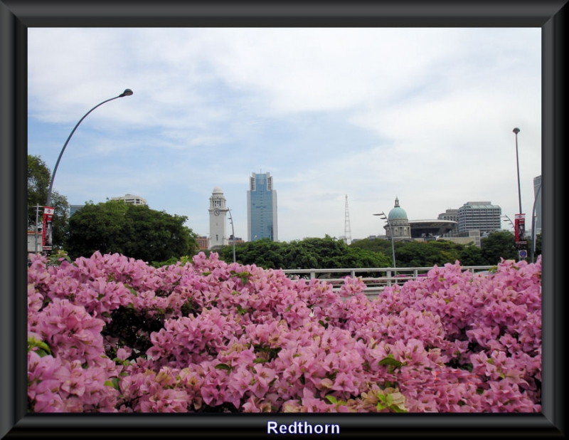 Macizo de flores contrastan con los rascacielos de Singapur