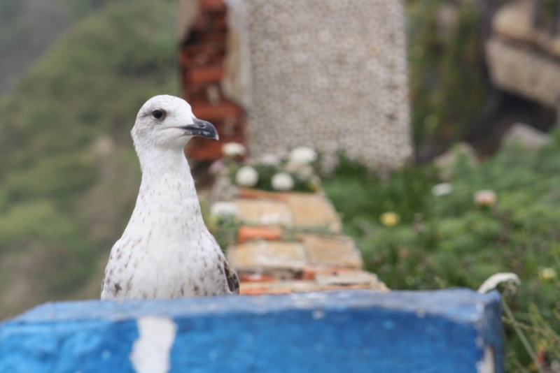 Gaivota a espreitar