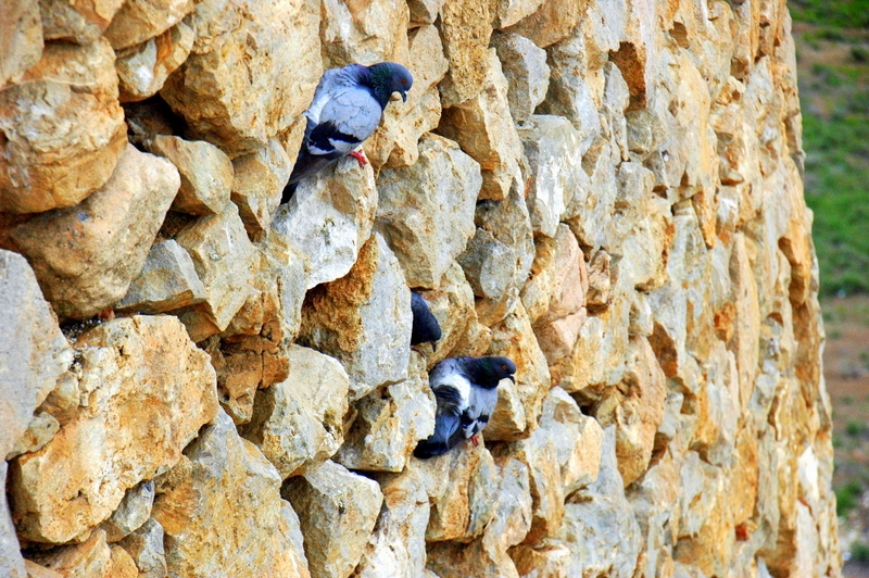 Anidando en la muralla