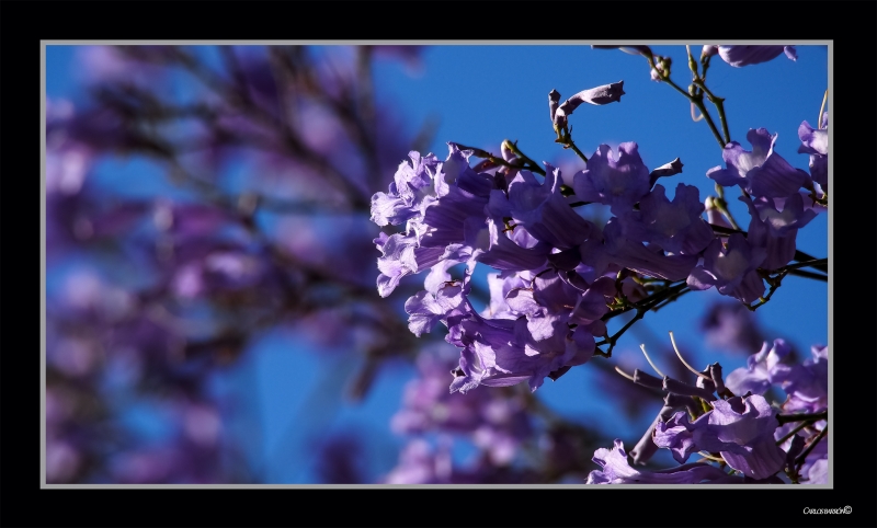 JACARANDA MIMOSIFOLIA