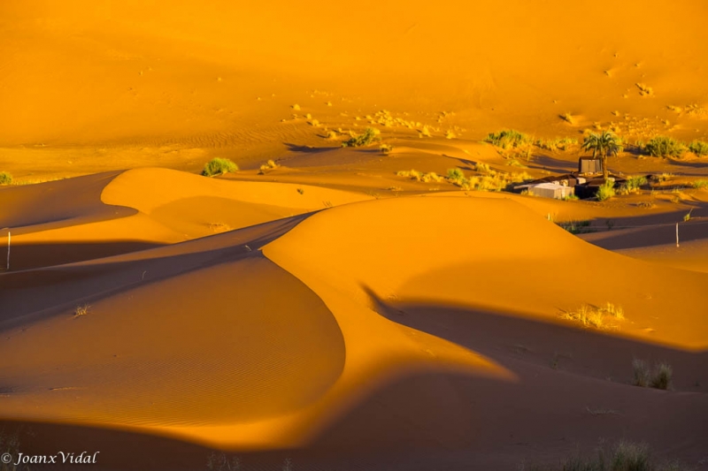 vida entre dunas