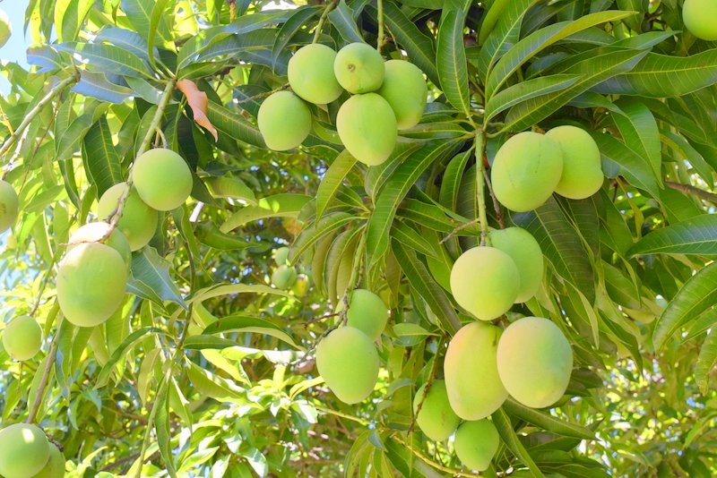 MANGOS