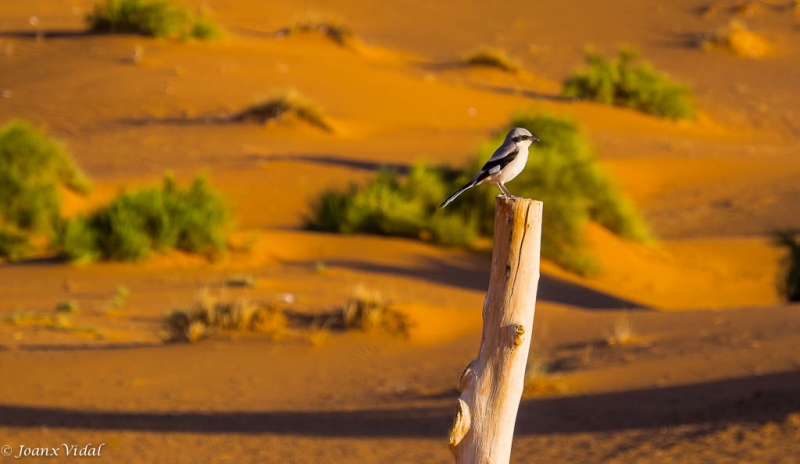 volando sobre las dunas