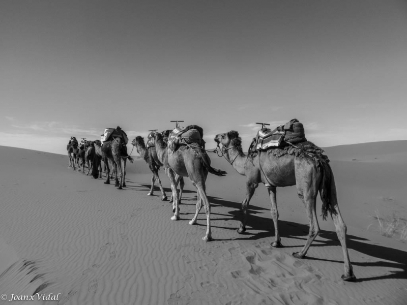 NOMADAS DEL DESIERTO