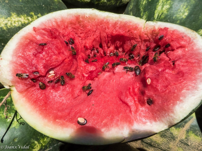 sandia con abejas