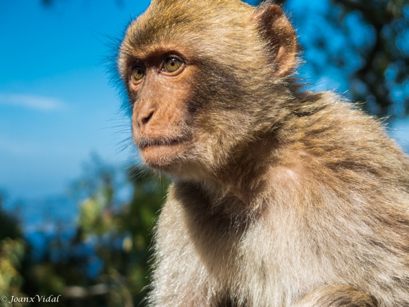 MACACO