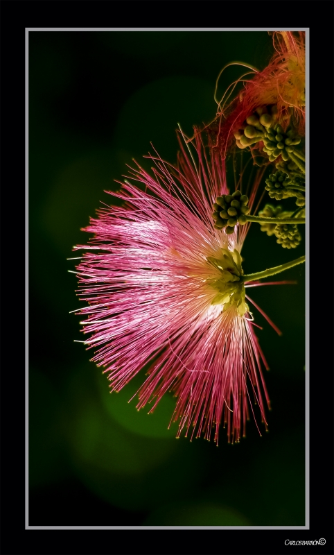 MIMOSA PDICA