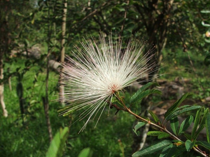 Estallido en Flor II