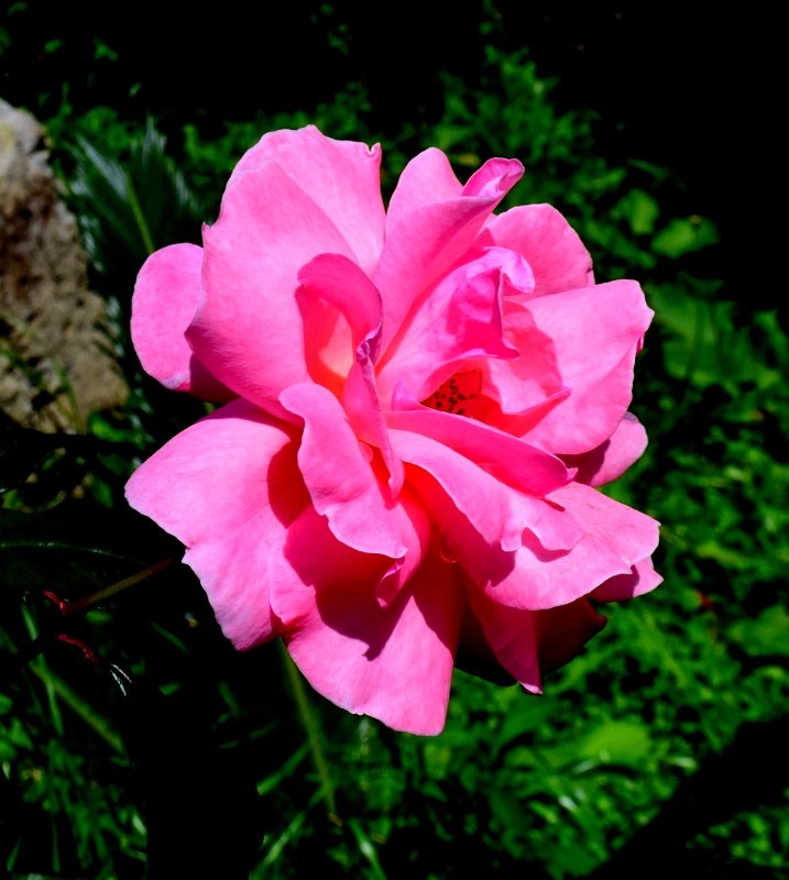 ROSA 4