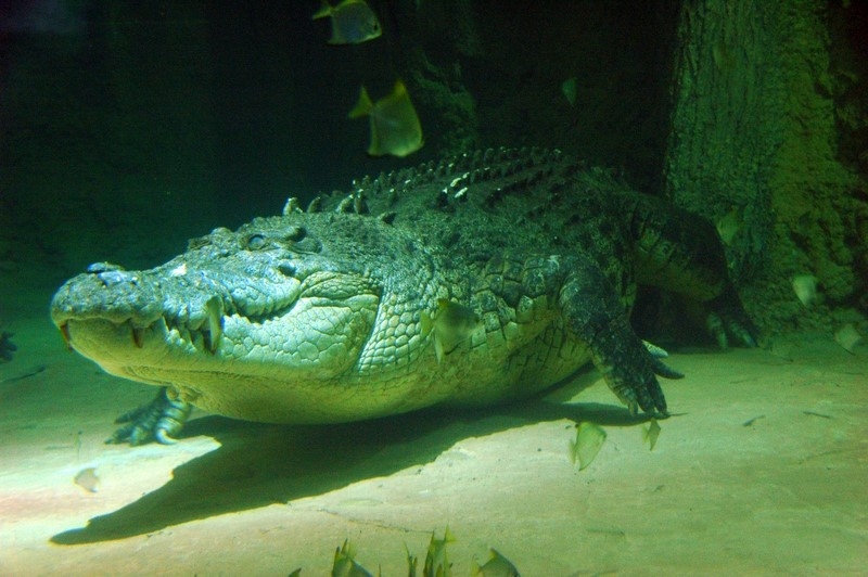 Acuario. Cocodrilo del Nilo