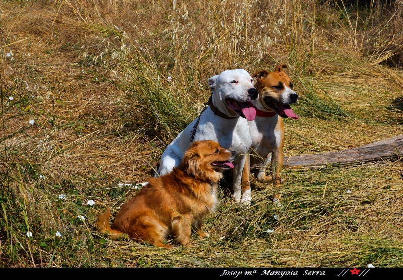 Les tres mosqueteras