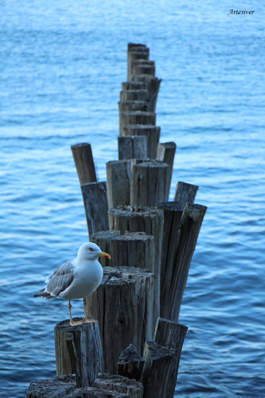 gaviota