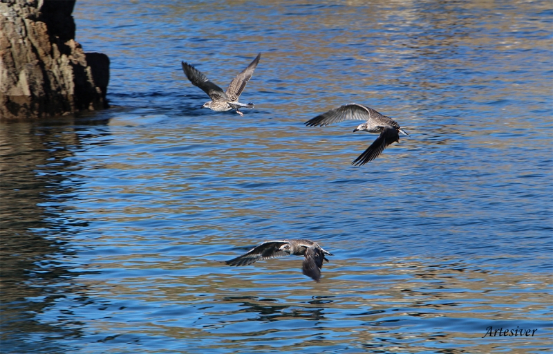 gaviotas