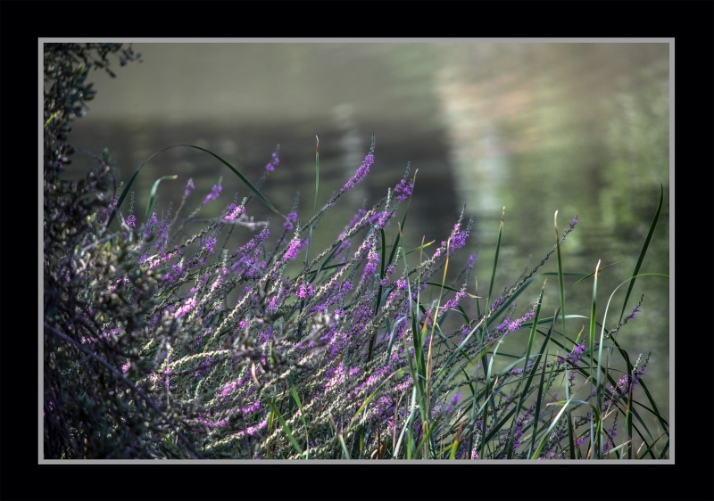 FLORES DE AGOSTO