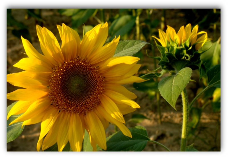 girasoles