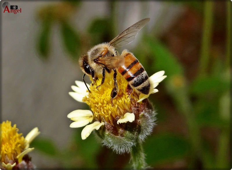 Pica flor...