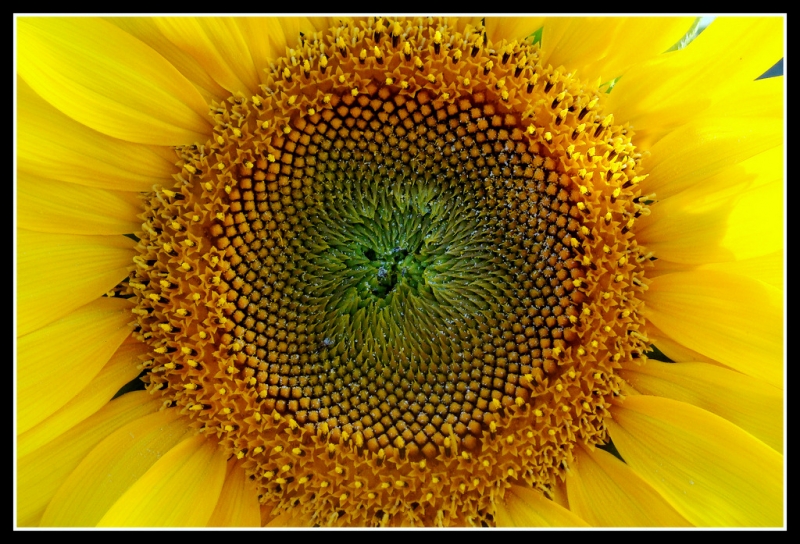 girasol