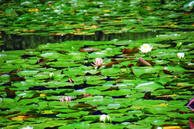 Jardn de lotos