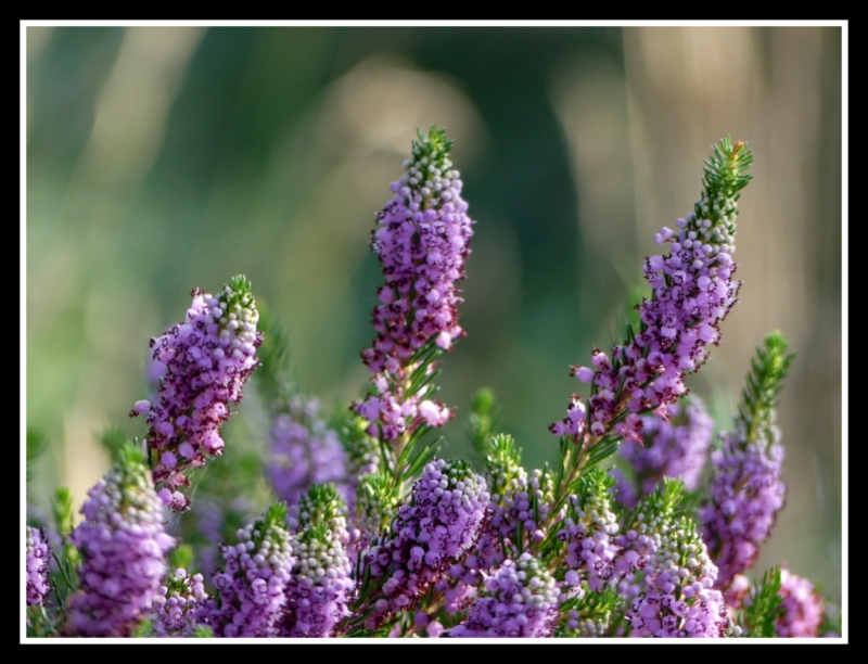 flores silvestres