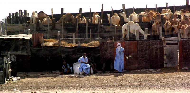 Mercado de camellos