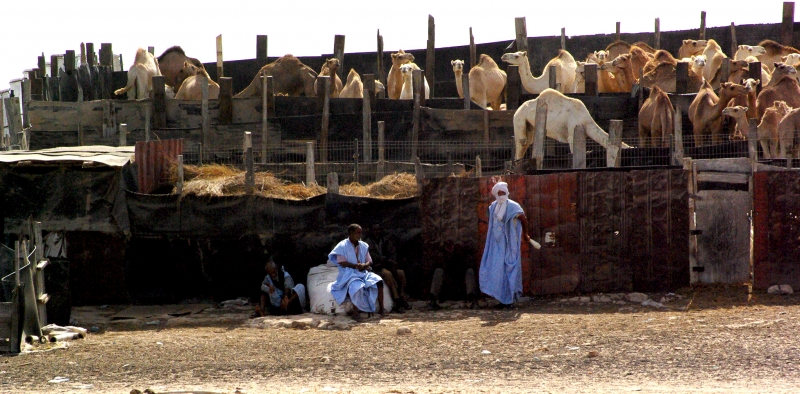 Mercado de camellos