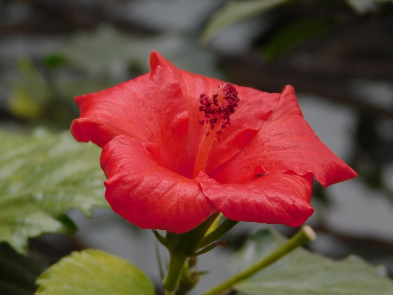 Hibisco rojo vivo