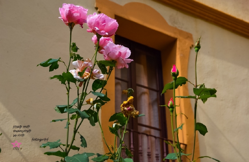 Roses de tardor