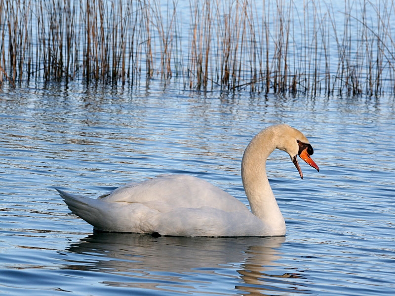 Cisne Banyoles