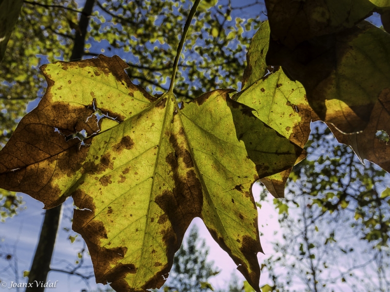 fulles de tardor