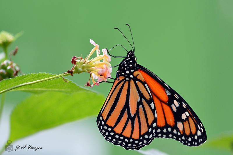 Mariposa monarca