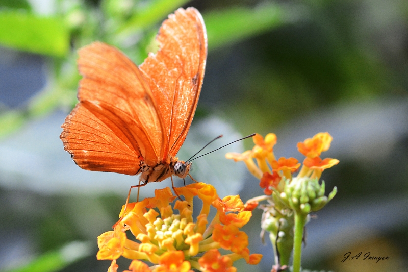 mariposa naranja