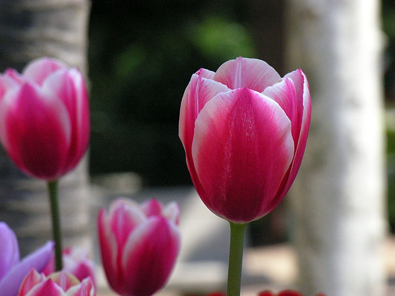 Tulipanes