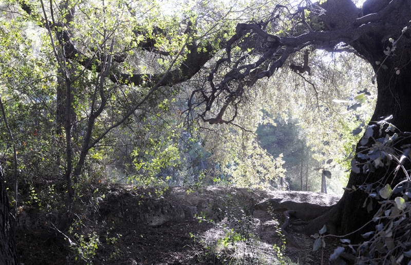 Fuentes del marques 1