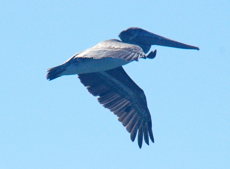 Pelicanos