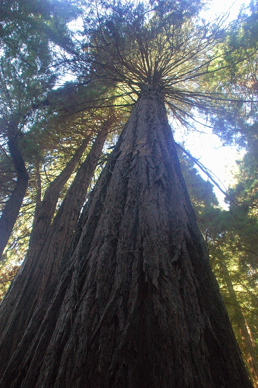 Sequoyas