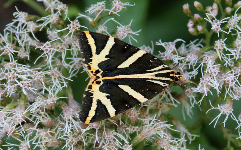 Mariposa croata