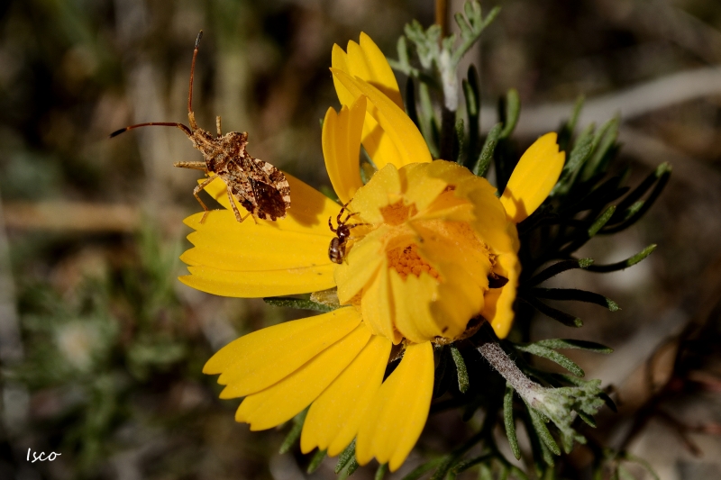 Compartiendo la flor