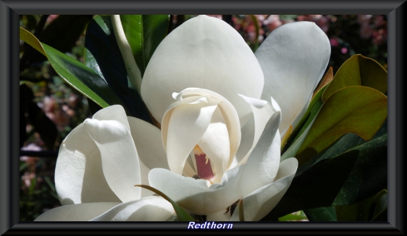 La delicada flor del magnolio