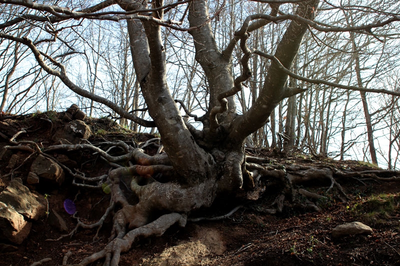 Bosque ruta puigsacalm