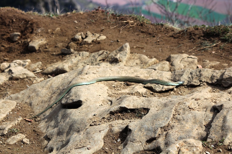 serpiente en la cima