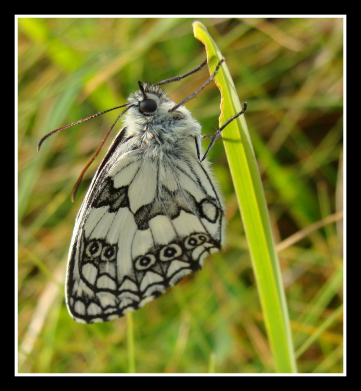 Mariposa