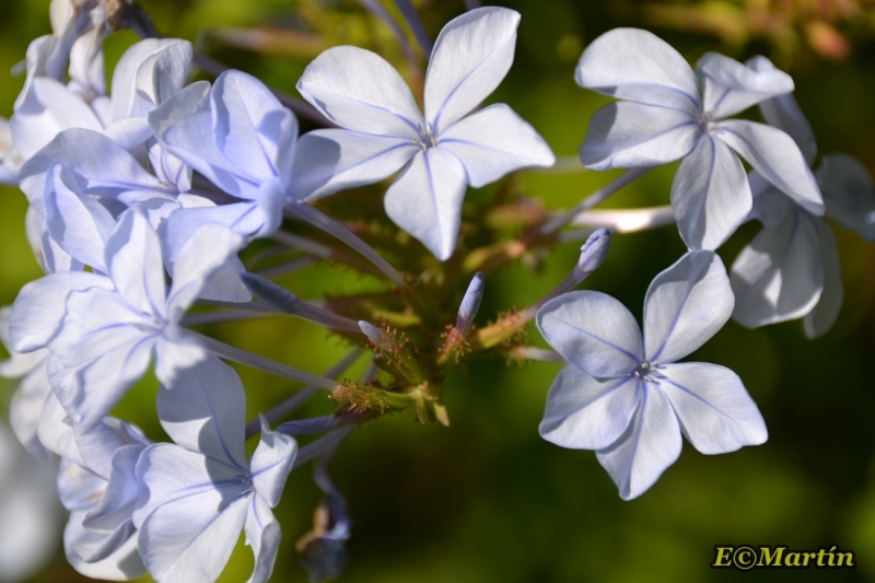 Plumbago