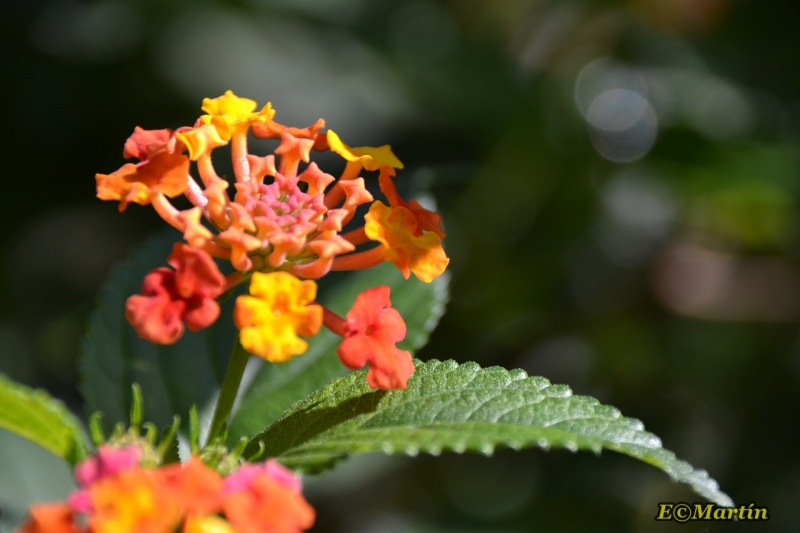 Lantana