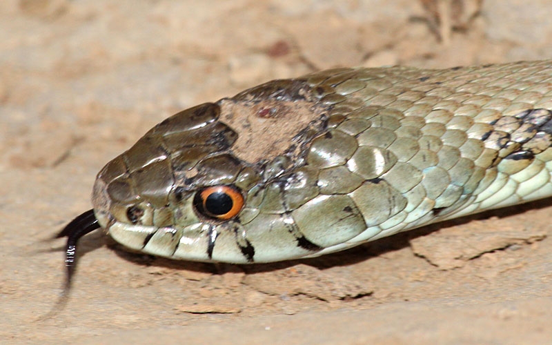 culebra lisa europea