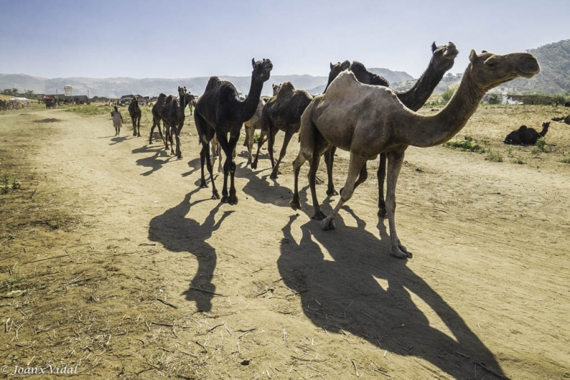 Fira de camells de Pushkar